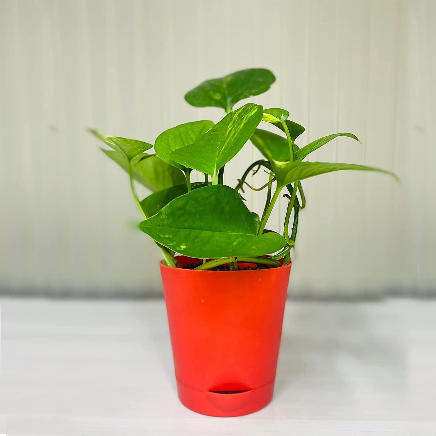 Why Should You Grow Money Plant in Your Home?