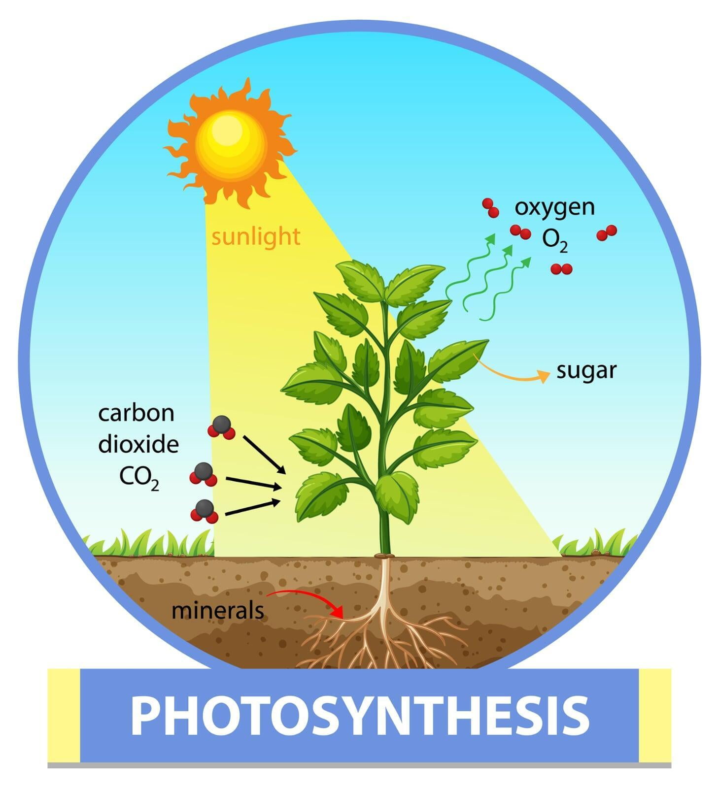 Impact of Different Wavelengths of Light on Plants