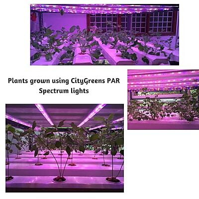 PAR Spectrum Grow Lights - Set of 5