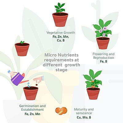 Organic Micro Nutrients Fertilizer