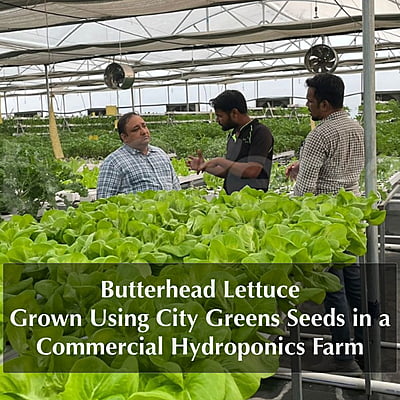 Seeds - Lettuce Mix - 5 Varieties /20 Seeds each Seeds - Lettuce Mix - 5 Varieties /20 Seeds each