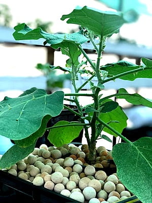CG Hydrotons - (Clay Pebbles) CG Hydrotons - (Clay Pebbles)