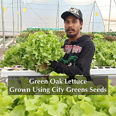 Seeds - Lettuce Variants - Green Oak