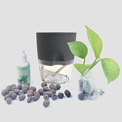 Self Watering Pot, Grey- with Money Plant Sapling, Leca, & Nutrient