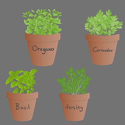 4 in 1 Herbs Gardening Kit with Coriander Parsley Basil Oregano Seeds 4 in 1 Herbs Gardening Kit with Coriander Parsley Basil Oregano Seeds