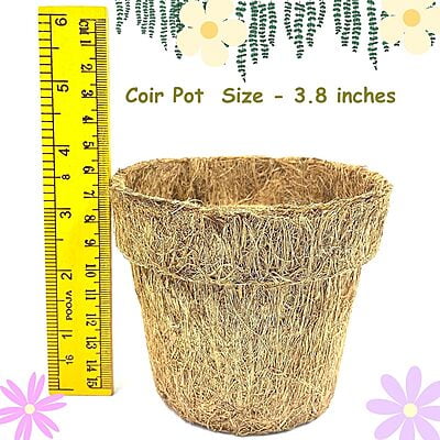 4 in 1 Herbs Gardening Kit with Coriander Parsley Basil Oregano Seeds 4 in 1 Herbs Gardening Kit with Coriander Parsley Basil Oregano Seeds