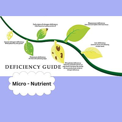 Nutes Combo Pack Nutes Combo Pack