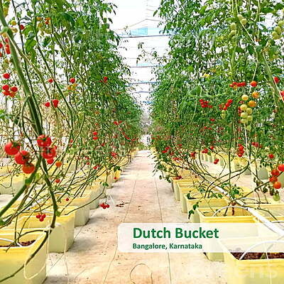 Dutch Bucket Dutch Bucket