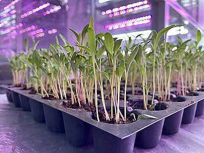 Spinach Seeds