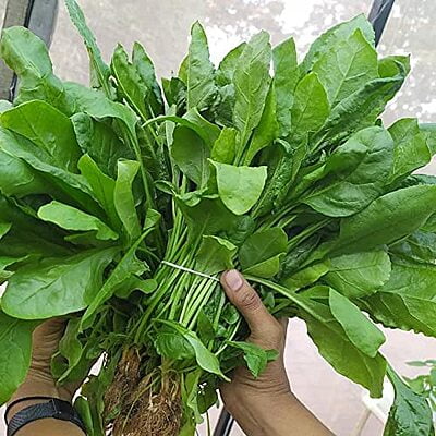 Spinach Seeds