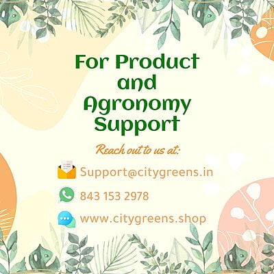 Seeds - Lettuce Mix - 5 Varieties /20 Seeds each Seeds - Lettuce Mix - 5 Varieties /20 Seeds each