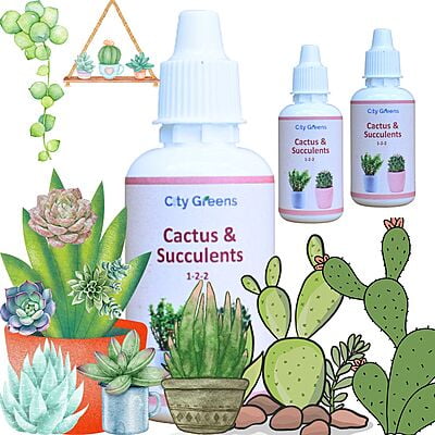 Succulents & Cactus Food - 30ml Bottle - Pack of 3