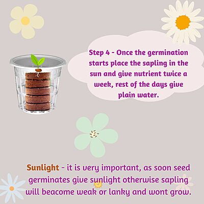Seed Starter Kit - 15 Plants Seed Starter Kit - 15 Plants