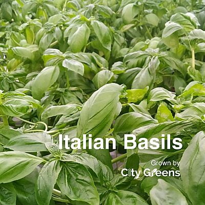 Seeds - Herbs - Italian Basil /0.5 grams