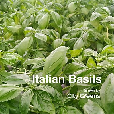 Seeds - Herbs - Italian Basil /0.5 grams Seeds - Herbs - Italian Basil /0.5 grams