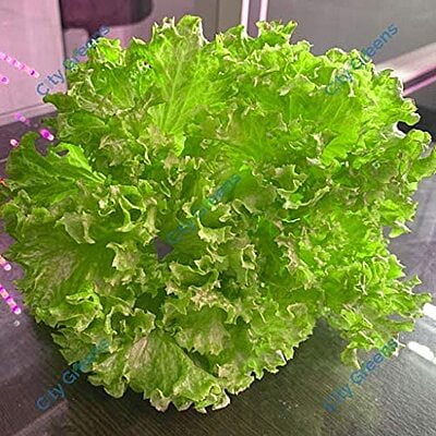 Seeds - Lettuce Mix - 5 Varieties /20 Seeds each Seeds - Lettuce Mix - 5 Varieties /20 Seeds each