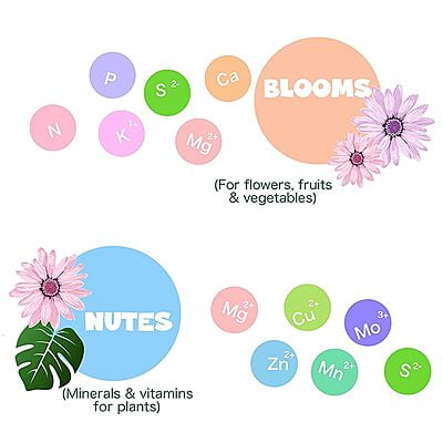 Blooms Combo Pack