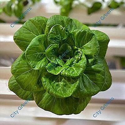 Seeds - Lettuce Mix - 5 Varieties /20 Seeds each Seeds - Lettuce Mix - 5 Varieties /20 Seeds each