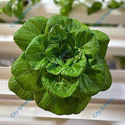 Seeds - Lettuce Mix - 5 Varieties /20 Seeds each