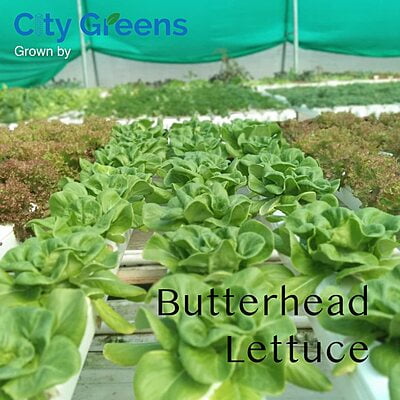Seeds - Lettuce Variants - Butterhead