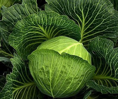 Seeds - Indian Vegetables - Cabbage /0.5 grams