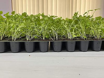Coriander Seeds Coriander Seeds