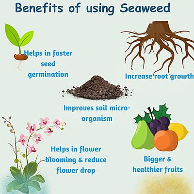 Organic Seaweed Fertilizer 300ml