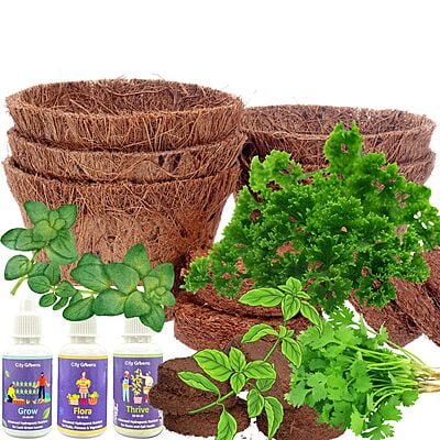 4 in 1 Herbs Gardening Kit   with Coriander  Parsley  Basil  Oregano Seeds