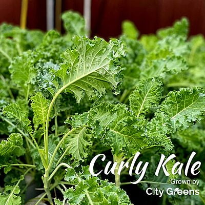 Seeds - Exotic Greens- Kale /100 Seeds