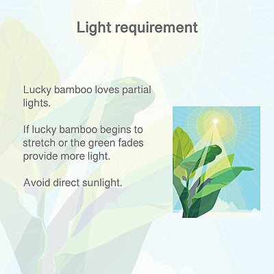 Lucky Bamboo & Money Plant Nutrient Lucky Bamboo & Money Plant Nutrient