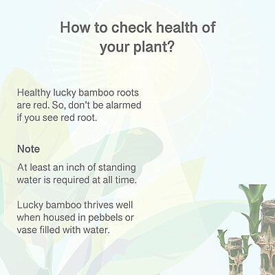 Lucky Bamboo & Money Plant Nutrient