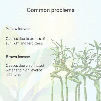 Lucky Bamboo & Money Plant Nutrient Lucky Bamboo & Money Plant Nutrient