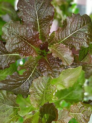 Seeds - Lettuce Variants - Lollo Rosso