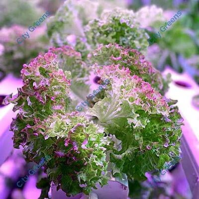 Seeds - Lettuce Variants - Lollo Rosso