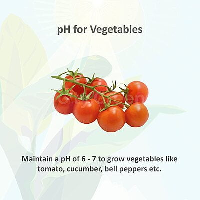 pH Up 1000 ml pH Up 1000 ml