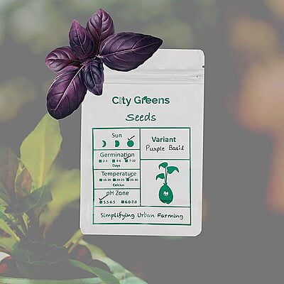 Seeds - Herbs - Purple Basil /0.5 grams