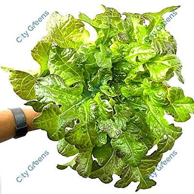 Seeds - Lettuce Variants - Red Oak Seeds - Lettuce Variants - Red Oak