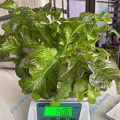 Seeds - Lettuce Variants - Red Oak Seeds - Lettuce Variants - Red Oak