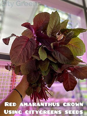 Seeds - Indian Greens - Red Amaranthus