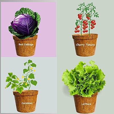 Sow & Grow 4 in 1 Salad Gardening Kit - Lettuce, Cherry Tomatoes, Red Cabbage, Cucumber Sow & Grow 4 in 1 Salad Gardening Kit - Lettuce, Cherry Tomatoes, Red Cabbage, Cucumber