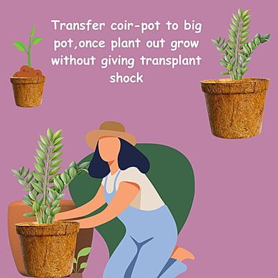 Sow & Grow 4 in 1 Salad Gardening Kit - Lettuce, Cherry Tomatoes, Red Cabbage, Cucumber Sow & Grow 4 in 1 Salad Gardening Kit - Lettuce, Cherry Tomatoes, Red Cabbage, Cucumber