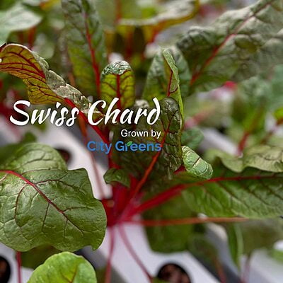 Seeds - Exotic Greens - Red Swisschard /100 Seeds